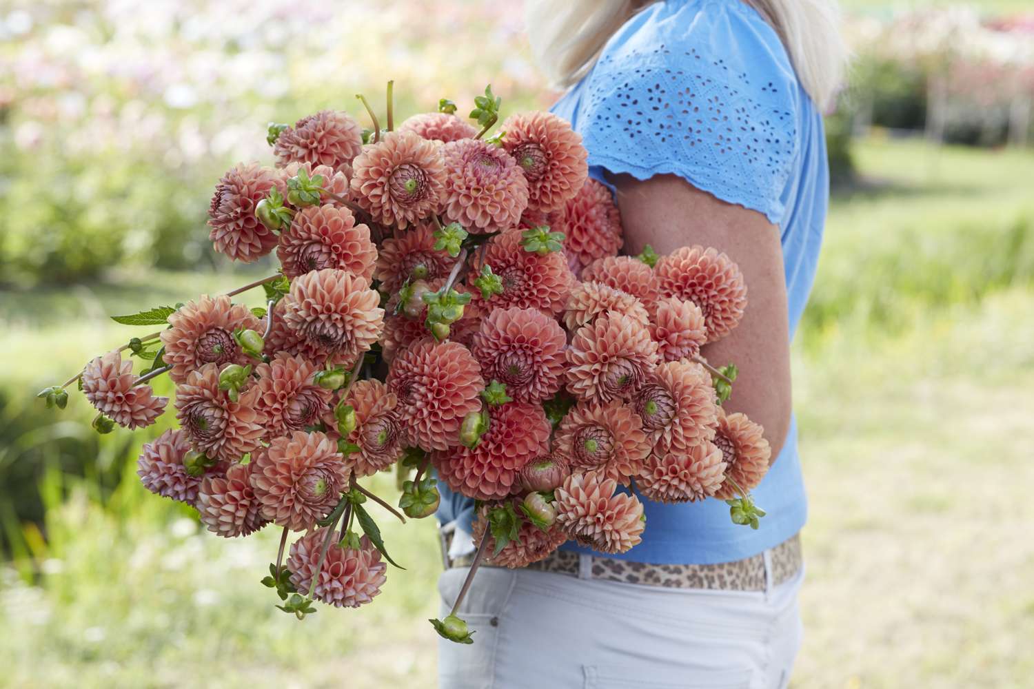 Daalia 'Cornel Brons'